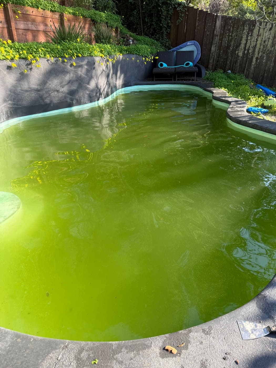 Severe green algae bloom in residential pool before green-to-clean treatment in Marin County