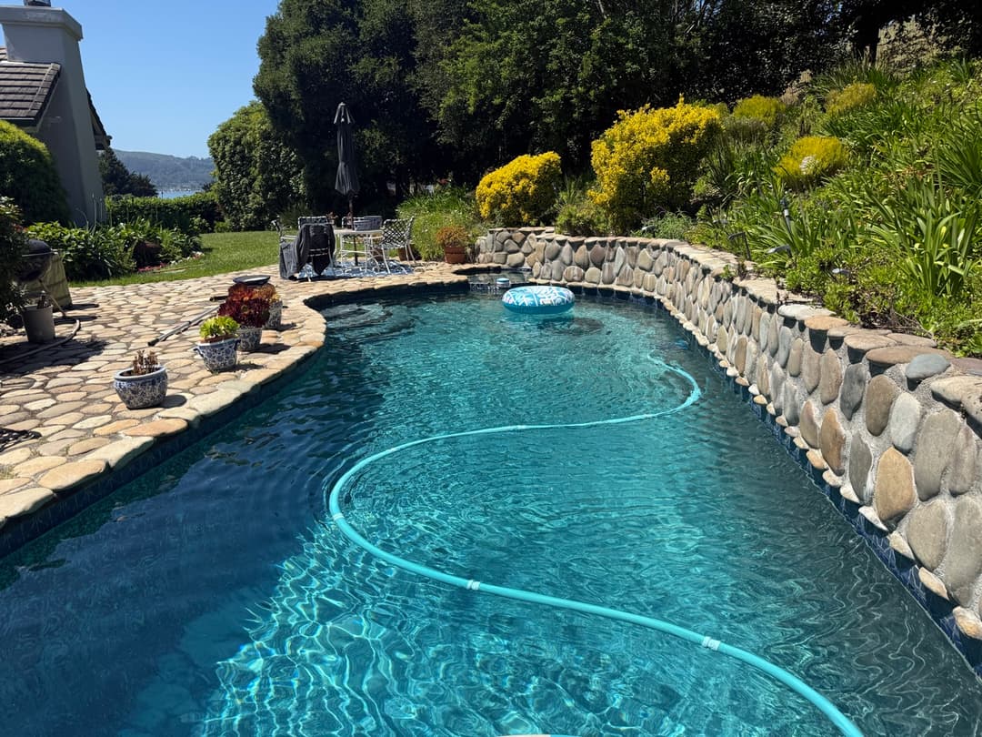 Clean freeform residential pool with river rock retaining wall and vacuum hose during weekly pool maintenance visit in Marin